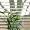 green leafed plant beside window blinds